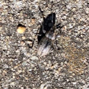 Naupactus leucoloma at Harrison, ACT - 11 Feb 2024 04:57 PM