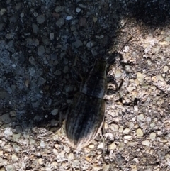 Naupactus leucoloma at Harrison, ACT - 11 Feb 2024