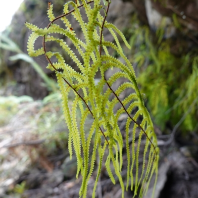 Gleichenia rupestris (Scrambling Coral Fern) at Morton National Park - 6 Mar 2024 by RobG1