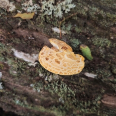 Fomitopsis maculatissima at QPRC LGA - 9 Mar 2024 by Csteele4