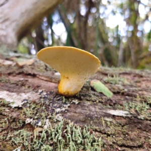 Fomitopsis maculatissima at suppressed - 9 Mar 2024