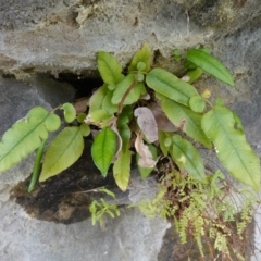 Blechnum nudum at Bulee, NSW - 6 Mar 2024 by RobG1