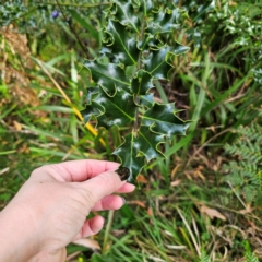 Ilex aquifolium (Holly) at QPRC LGA - 9 Mar 2024 by Csteele4