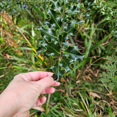 Ilex aquifolium (Holly) at QPRC LGA - 9 Mar 2024 by Csteele4