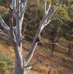 Aquila audax (Wedge-tailed Eagle) at Mount Painter - 8 Mar 2024 by CathB