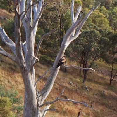 Aquila audax (Wedge-tailed Eagle) at Mount Painter - 8 Mar 2024 by CathB