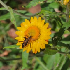 Gminatus australis (Orange assassin bug) at Tallaganda State Forest - 9 Mar 2024 by Csteele4
