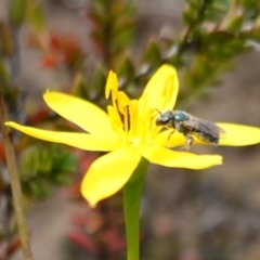 Lasioglossum (Homalictus) urbanum (Furrow Bee) at Morton National Park - 6 Mar 2024 by RobG1