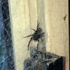 Badumna sp. (genus) (Lattice-web spider) at Belconnen, ACT - 9 Mar 2024 by JoeG