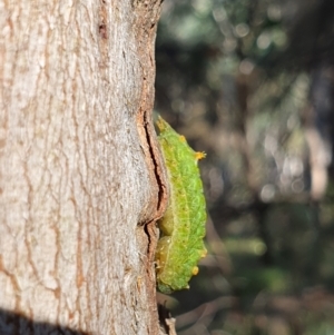 Doratifera oxleyi at Mount Ainslie - 9 Mar 2024