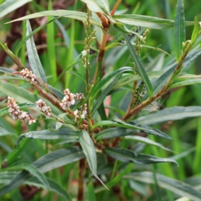 Persicaria lapathifolia at Wodonga, VIC - 8 Mar 2024 by KylieWaldon