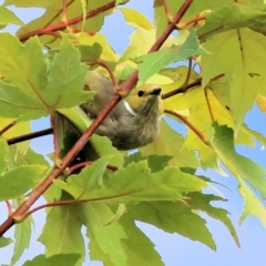 Ptilotula penicillata (White-plumed Honeyeater) at Belvoir Park - 8 Mar 2024 by KylieWaldon