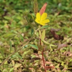 Ludwigia peploides subsp. montevidensis (Water Primrose) at Belvoir Park - 8 Mar 2024 by KylieWaldon