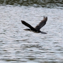 Microcarbo melanoleucos (Little Pied Cormorant) at Belvoir Park - 8 Mar 2024 by KylieWaldon