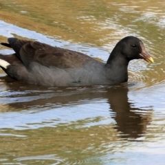 Gallinula tenebrosa (Dusky Moorhen) at Belvoir Park - 8 Mar 2024 by KylieWaldon