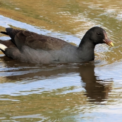 Gallinula tenebrosa (Dusky Moorhen) at Belvoir Park - 9 Mar 2024 by KylieWaldon