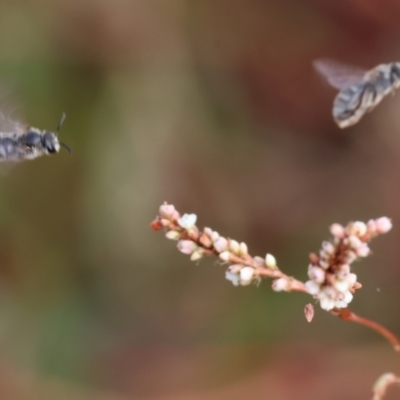 Unidentified Bee (Hymenoptera, Apiformes) at Wodonga, VIC - 8 Mar 2024 by KylieWaldon