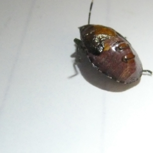 Pentatomidae (family) at Emu Creek Belconnen (ECB) - 8 Mar 2024