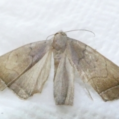 Simplicia armatalis (Crescent Moth) at Emu Creek - 7 Mar 2024 by JohnGiacon