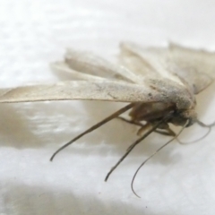 Simplicia armatalis at Emu Creek Belconnen (ECB) - 8 Mar 2024