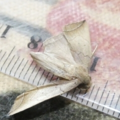 Simplicia armatalis at Emu Creek Belconnen (ECB) - 8 Mar 2024 10:59 AM