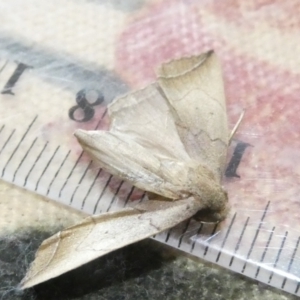 Simplicia armatalis at Emu Creek Belconnen (ECB) - 8 Mar 2024