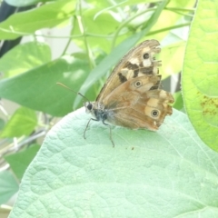 Heteronympha paradelpha (Spotted Brown) at Flea Bog Flat to Emu Creek Corridor - 8 Mar 2024 by JohnGiacon