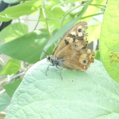 Heteronympha paradelpha (Spotted Brown) at Emu Creek Belconnen (ECB) - 8 Mar 2024 by JohnGiacon