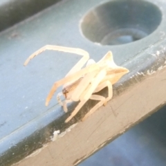 Sidymella trapezia (Trapezoid Crab Spider) at Emu Creek Belconnen (ECB) - 8 Mar 2024 by JohnGiacon