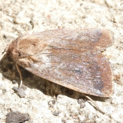 Unidentified Noctuoid moth (except Arctiinae) at Emu Creek Belconnen (ECB) - 8 Mar 2024 by JohnGiacon