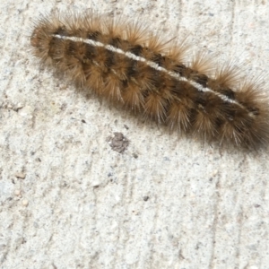 Ardices (genus) at Emu Creek Belconnen (ECB) - 8 Mar 2024