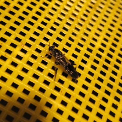 Exaireta spinigera (Garden Soldier Fly) at QPRC LGA - 9 Mar 2024 by Csteele4