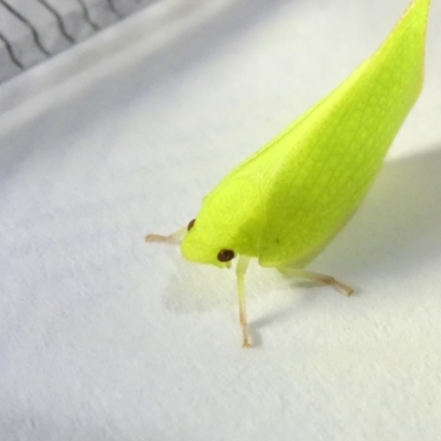 Siphanta sp. (genus) (Green planthopper, Torpedo bug) at Emu Creek Belconnen (ECB) - 8 Mar 2024 by JohnGiacon