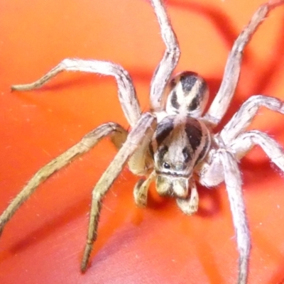 Unidentified Wolf spider (Lycosidae) at Emu Creek Belconnen (ECB) - 8 Mar 2024 by JohnGiacon