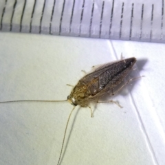 Ectobiidae sp. (family) (Cockroach) at Flea Bog Flat to Emu Creek Corridor - 8 Mar 2024 by JohnGiacon