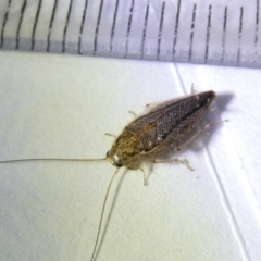 Ectobiidae sp. (family) (Cockroach) at Emu Creek - 8 Mar 2024 by JohnGiacon