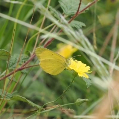 Eurema smilax (Small Grass-yellow) at Lower Cotter Catchment - 6 Mar 2024 by RAllen