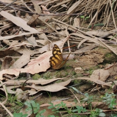 Heteronympha banksii (Banks' Brown) at Namadgi National Park - 6 Mar 2024 by RAllen