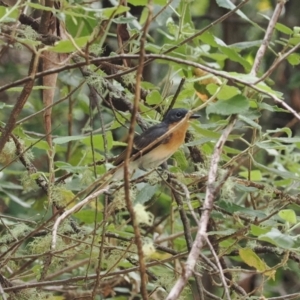 Myiagra cyanoleuca at Namadgi National Park - 6 Mar 2024