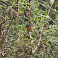 Myiagra cyanoleuca at Namadgi National Park - 6 Mar 2024 11:52 AM