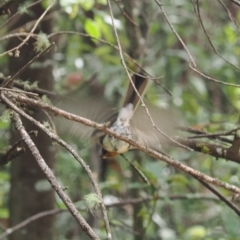 Myiagra cyanoleuca at Namadgi National Park - 6 Mar 2024