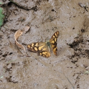 Heteronympha banksii at Namadgi National Park - suppressed