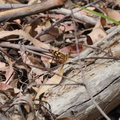 Heteronympha paradelpha (Spotted Brown) at Namadgi National Park - 6 Mar 2024 by RAllen