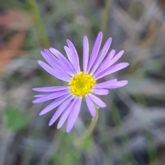 Calotis scabiosifolia var. integrifolia (Rough Burr-daisy) at Namadgi National Park - 9 Mar 2024 by WalkYonder