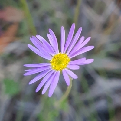 Calotis scabiosifolia var. integrifolia (Rough Burr-daisy) at Namadgi National Park - 9 Mar 2024 by WalkYonder