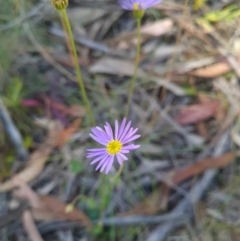 Calotis scabiosifolia var. integrifolia at Namadgi National Park - 9 Mar 2024