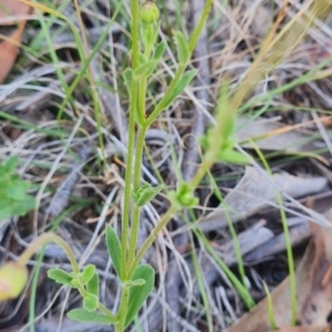 Calotis scabiosifolia var. integrifolia at Namadgi National Park - 9 Mar 2024 02:11 PM