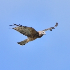 Lophoictinia isura (Square-tailed Kite) at Wollondilly Local Government Area - 9 Mar 2024 by Freebird