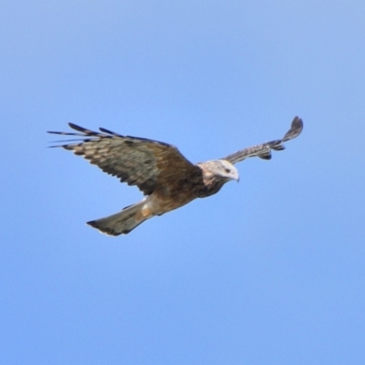 Lophoictinia isura (Square-tailed Kite) at Wollondilly Local Government Area - 9 Mar 2024 by Freebird