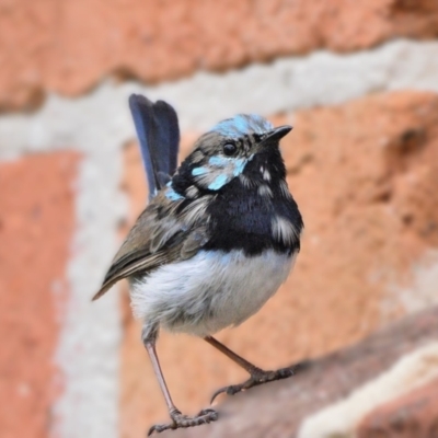 Malurus cyaneus (Superb Fairywren) at Wollondilly Local Government Area - 7 Mar 2024 by Freebird